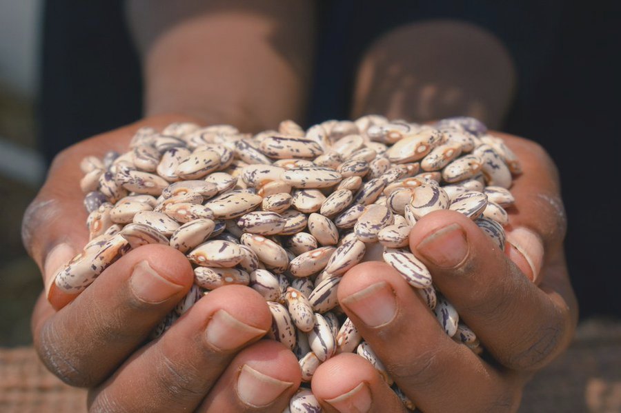 Maize quality & aggregation